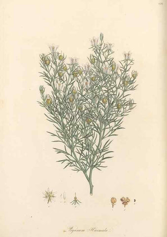 Reproducción/Reproduction 49557804912: Flora Graeca, sive, Plantarum rariorum historia, quas in provinciis aut insulis Graeciae /. Londini :Typis Richardi Taylor et socii, in Vico Shoe-Lane :MDCCCVI-MDCCCXL [1806-1840].. 