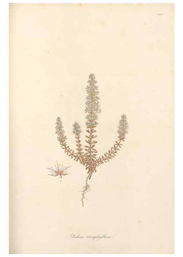 Reproducción/Reproduction 49557802307: Flora Graeca, sive, Plantarum rariorum historia, quas in provinciis aut insulis Graeciae /. Londini :Typis Richardi Taylor et socii, in Vico Shoe-Lane :MDCCCVI-MDCCCXL [1806-1840].. 