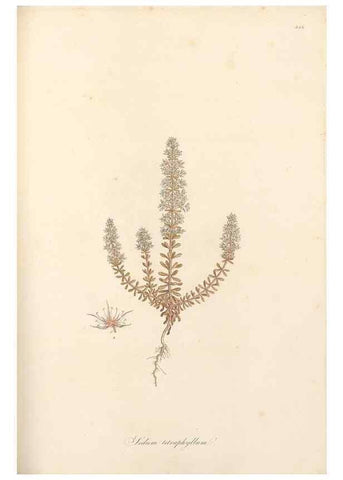 Reproducción/Reproduction 49557802307: Flora Graeca, sive, Plantarum rariorum historia, quas in provinciis aut insulis Graeciae /. Londini :Typis Richardi Taylor et socii, in Vico Shoe-Lane :MDCCCVI-MDCCCXL [1806-1840].. 