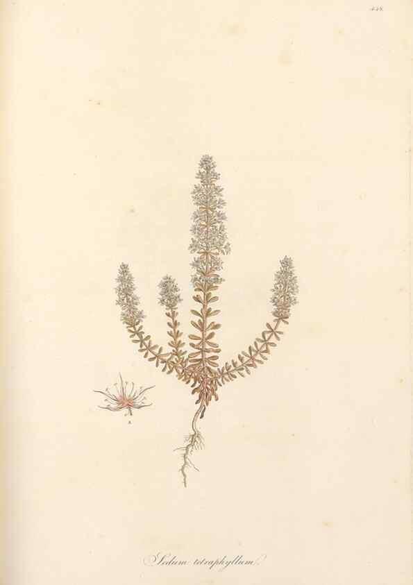 Reproducción/Reproduction 49557802307: Flora Graeca, sive, Plantarum rariorum historia, quas in provinciis aut insulis Graeciae /. Londini :Typis Richardi Taylor et socii, in Vico Shoe-Lane :MDCCCVI-MDCCCXL [1806-1840].. 