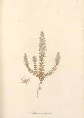 Reproducción/Reproduction 49557802307: Flora Graeca, sive, Plantarum rariorum historia, quas in provinciis aut insulis Graeciae /. Londini :Typis Richardi Taylor et socii, in Vico Shoe-Lane :MDCCCVI-MDCCCXL [1806-1840].. 
