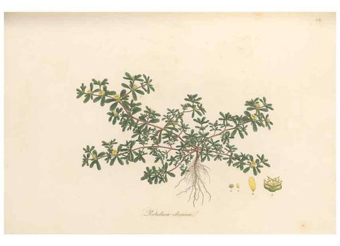 Reproducción/Reproduction 49557570731: Flora Graeca, sive, Plantarum rariorum historia, quas in provinciis aut insulis Graeciae /. Londini :Typis Richardi Taylor et socii, in Vico Shoe-Lane :MDCCCVI-MDCCCXL [1806-1840].. 