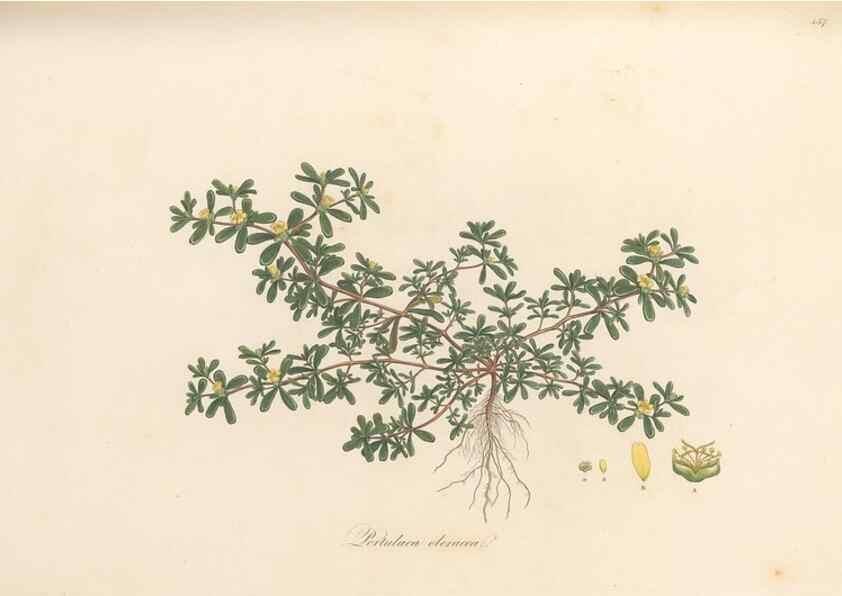 Reproducción/Reproduction 49557570731: Flora Graeca, sive, Plantarum rariorum historia, quas in provinciis aut insulis Graeciae /. Londini :Typis Richardi Taylor et socii, in Vico Shoe-Lane :MDCCCVI-MDCCCXL [1806-1840].. 