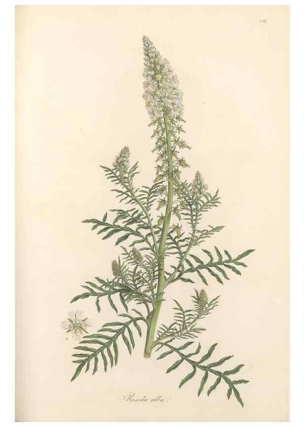 Reproducción/Reproduction 49557073818: Flora Graeca, sive, Plantarum rariorum historia, quas in provinciis aut insulis Graeciae /. Londini :Typis Richardi Taylor et socii, in Vico Shoe-Lane :MDCCCVI-MDCCCXL [1806-1840].. 