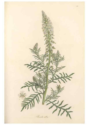Reproducción/Reproduction 49557073818: Flora Graeca, sive, Plantarum rariorum historia, quas in provinciis aut insulis Graeciae /. Londini :Typis Richardi Taylor et socii, in Vico Shoe-Lane :MDCCCVI-MDCCCXL [1806-1840].. 