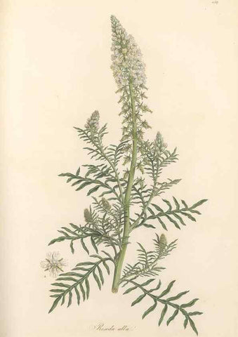Reproducción/Reproduction 49557073818: Flora Graeca, sive, Plantarum rariorum historia, quas in provinciis aut insulis Graeciae /. Londini :Typis Richardi Taylor et socii, in Vico Shoe-Lane :MDCCCVI-MDCCCXL [1806-1840].. 