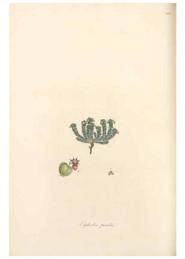 Reproducción/Reproduction 49557806277: Flora Graeca, sive, Plantarum rariorum historia, quas in provinciis aut insulis Graeciae /. Londini :Typis Richardi Taylor et socii, in Vico Shoe-Lane :MDCCCVI-MDCCCXL [1806-1840].. 