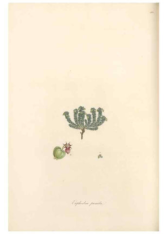 Reproducción/Reproduction 49557806277: Flora Graeca, sive, Plantarum rariorum historia, quas in provinciis aut insulis Graeciae /. Londini :Typis Richardi Taylor et socii, in Vico Shoe-Lane :MDCCCVI-MDCCCXL [1806-1840].. 