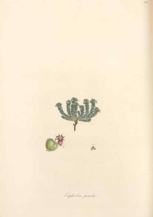 Reproducción/Reproduction 49557806277: Flora Graeca, sive, Plantarum rariorum historia, quas in provinciis aut insulis Graeciae /. Londini :Typis Richardi Taylor et socii, in Vico Shoe-Lane :MDCCCVI-MDCCCXL [1806-1840].. 