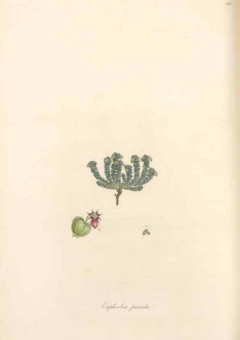 Reproducción/Reproduction 49557806277: Flora Graeca, sive, Plantarum rariorum historia, quas in provinciis aut insulis Graeciae /. Londini :Typis Richardi Taylor et socii, in Vico Shoe-Lane :MDCCCVI-MDCCCXL [1806-1840].. 