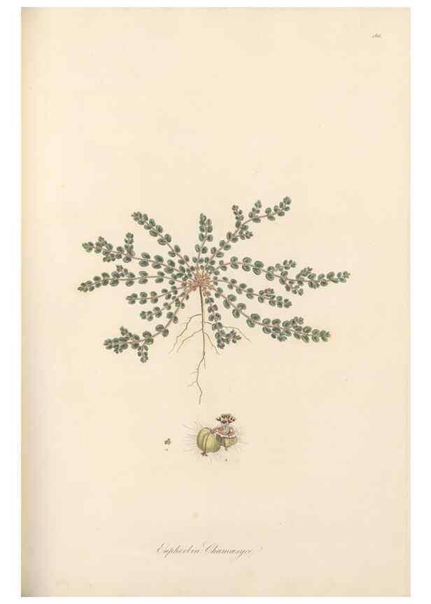 Reproducción/Reproduction 49557571981: Flora Graeca, sive, Plantarum rariorum historia, quas in provinciis aut insulis Graeciae /. Londini :Typis Richardi Taylor et socii, in Vico Shoe-Lane :MDCCCVI-MDCCCXL [1806-1840].. 