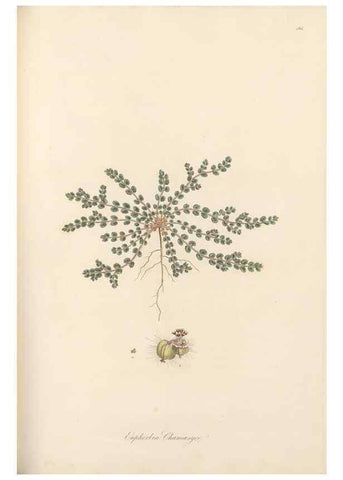 Reproducción/Reproduction 49557571981: Flora Graeca, sive, Plantarum rariorum historia, quas in provinciis aut insulis Graeciae /. Londini :Typis Richardi Taylor et socii, in Vico Shoe-Lane :MDCCCVI-MDCCCXL [1806-1840].. 