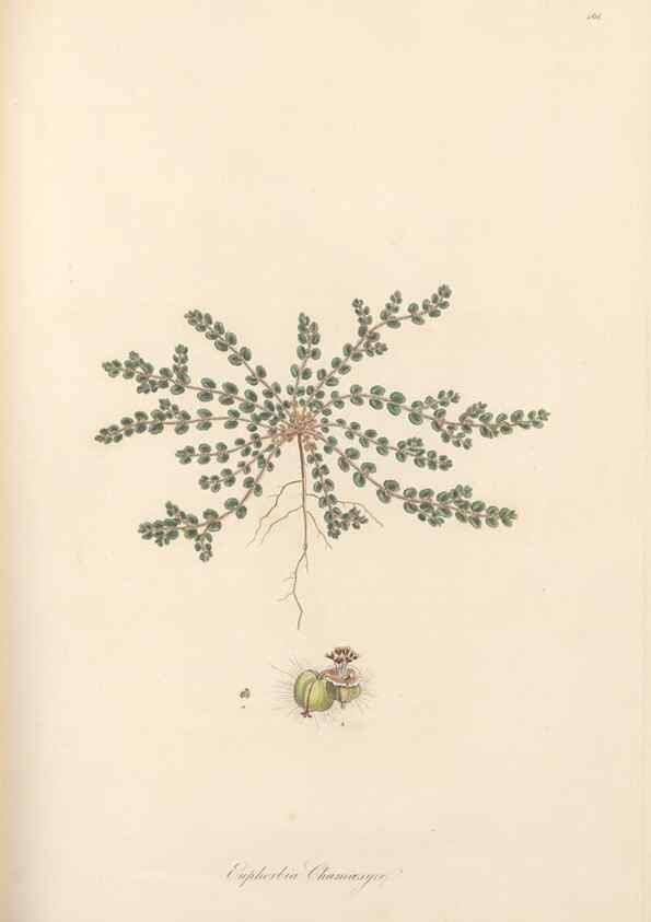 Reproducción/Reproduction 49557571981: Flora Graeca, sive, Plantarum rariorum historia, quas in provinciis aut insulis Graeciae /. Londini :Typis Richardi Taylor et socii, in Vico Shoe-Lane :MDCCCVI-MDCCCXL [1806-1840].. 