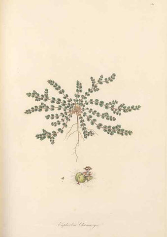 Reproducción/Reproduction 49557571981: Flora Graeca, sive, Plantarum rariorum historia, quas in provinciis aut insulis Graeciae /. Londini :Typis Richardi Taylor et socii, in Vico Shoe-Lane :MDCCCVI-MDCCCXL [1806-1840].. 