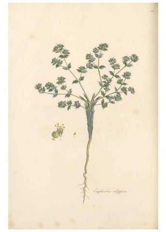 Reproducción/Reproduction 49557074778: Flora Graeca, sive, Plantarum rariorum historia, quas in provinciis aut insulis Graeciae /. Londini :Typis Richardi Taylor et socii, in Vico Shoe-Lane :MDCCCVI-MDCCCXL [1806-1840].. 