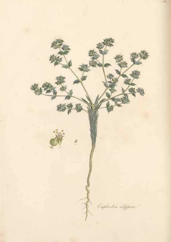 Reproducción/Reproduction 49557074778: Flora Graeca, sive, Plantarum rariorum historia, quas in provinciis aut insulis Graeciae /. Londini :Typis Richardi Taylor et socii, in Vico Shoe-Lane :MDCCCVI-MDCCCXL [1806-1840].. 