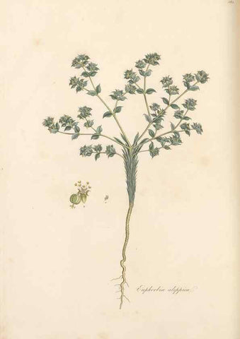 Reproducción/Reproduction 49557074778: Flora Graeca, sive, Plantarum rariorum historia, quas in provinciis aut insulis Graeciae /. Londini :Typis Richardi Taylor et socii, in Vico Shoe-Lane :MDCCCVI-MDCCCXL [1806-1840].. 