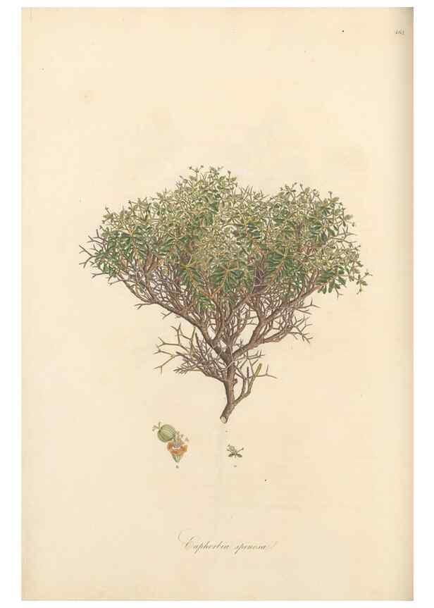 Reproducción/Reproduction 49557572786: Flora Graeca, sive, Plantarum rariorum historia, quas in provinciis aut insulis Graeciae /. Londini :Typis Richardi Taylor et socii, in Vico Shoe-Lane :MDCCCVI-MDCCCXL [1806-1840].. 