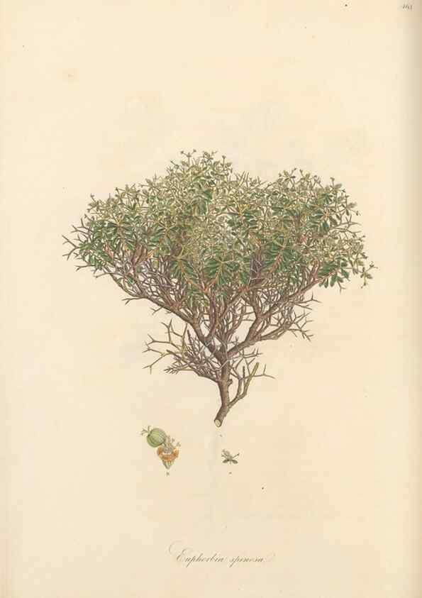 Reproducción/Reproduction 49557572786: Flora Graeca, sive, Plantarum rariorum historia, quas in provinciis aut insulis Graeciae /. Londini :Typis Richardi Taylor et socii, in Vico Shoe-Lane :MDCCCVI-MDCCCXL [1806-1840].. 