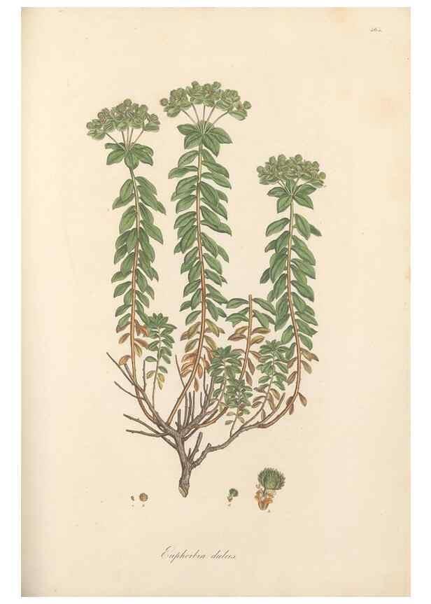 Reproducción/Reproduction 49557573216: Flora Graeca, sive, Plantarum rariorum historia, quas in provinciis aut insulis Graeciae /. Londini :Typis Richardi Taylor et socii, in Vico Shoe-Lane :MDCCCVI-MDCCCXL [1806-1840].. 
