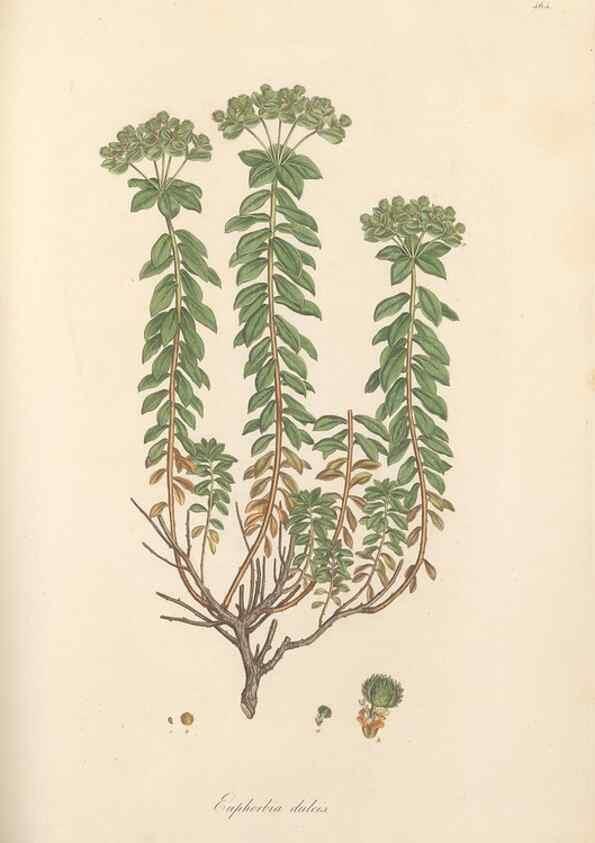 Reproducción/Reproduction 49557573216: Flora Graeca, sive, Plantarum rariorum historia, quas in provinciis aut insulis Graeciae /. Londini :Typis Richardi Taylor et socii, in Vico Shoe-Lane :MDCCCVI-MDCCCXL [1806-1840].. 