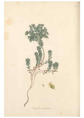 Reproducción/Reproduction 49557808192: Flora Graeca, sive, Plantarum rariorum historia, quas in provinciis aut insulis Graeciae /. Londini :Typis Richardi Taylor et socii, in Vico Shoe-Lane :MDCCCVI-MDCCCXL [1806-1840].. 