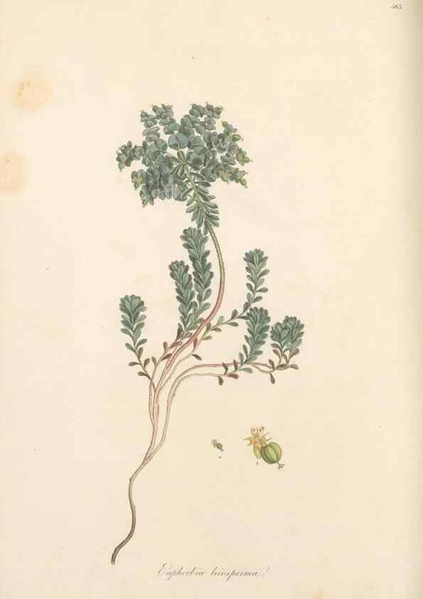 Reproducción/Reproduction 49557808192: Flora Graeca, sive, Plantarum rariorum historia, quas in provinciis aut insulis Graeciae /. Londini :Typis Richardi Taylor et socii, in Vico Shoe-Lane :MDCCCVI-MDCCCXL [1806-1840].. 