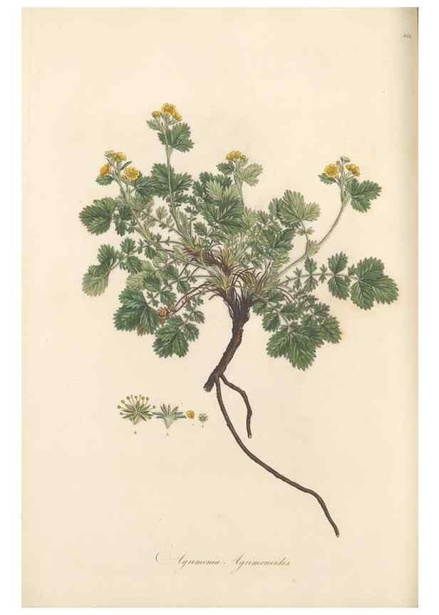 Reproducción/Reproduction 49557073508: Flora Graeca, sive, Plantarum rariorum historia, quas in provinciis aut insulis Graeciae /. Londini :Typis Richardi Taylor et socii, in Vico Shoe-Lane :MDCCCVI-MDCCCXL [1806-1840].. 