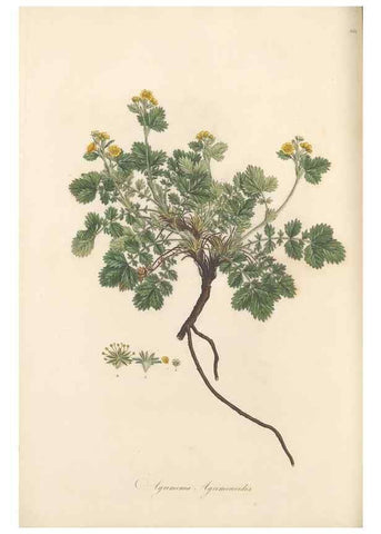 Reproducción/Reproduction 49557073508: Flora Graeca, sive, Plantarum rariorum historia, quas in provinciis aut insulis Graeciae /. Londini :Typis Richardi Taylor et socii, in Vico Shoe-Lane :MDCCCVI-MDCCCXL [1806-1840].. 