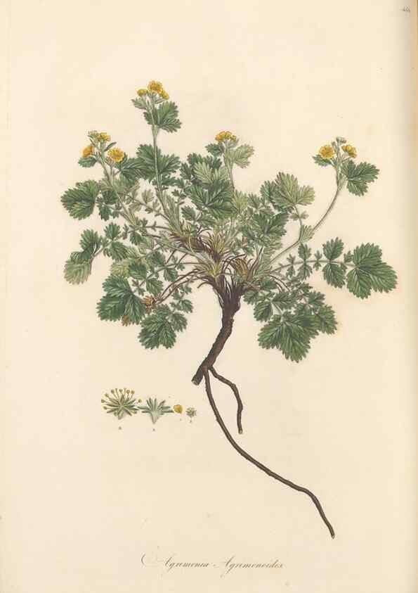 Reproducción/Reproduction 49557073508: Flora Graeca, sive, Plantarum rariorum historia, quas in provinciis aut insulis Graeciae /. Londini :Typis Richardi Taylor et socii, in Vico Shoe-Lane :MDCCCVI-MDCCCXL [1806-1840].. 