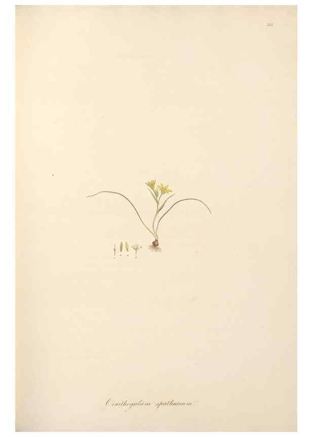 Reproducción/Reproduction 49557606467: Flora Graeca, sive, Plantarum rariorum historia, quas in provinciis aut insulis Graeciae /. Londini :Typis Richardi Taylor et socii, in Vico Shoe-Lane :MDCCCVI-MDCCCXL [1806-1840].. 