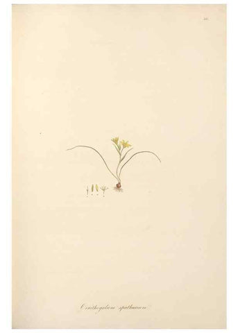 Reproducción/Reproduction 49557606467: Flora Graeca, sive, Plantarum rariorum historia, quas in provinciis aut insulis Graeciae /. Londini :Typis Richardi Taylor et socii, in Vico Shoe-Lane :MDCCCVI-MDCCCXL [1806-1840].. 