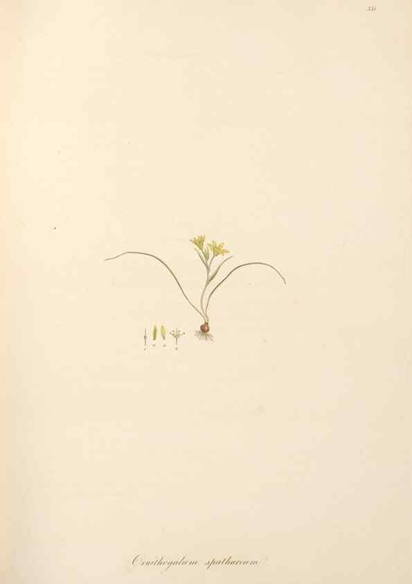 Reproducción/Reproduction 49557606467: Flora Graeca, sive, Plantarum rariorum historia, quas in provinciis aut insulis Graeciae /. Londini :Typis Richardi Taylor et socii, in Vico Shoe-Lane :MDCCCVI-MDCCCXL [1806-1840].. 