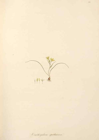 Reproducción/Reproduction 49557606467: Flora Graeca, sive, Plantarum rariorum historia, quas in provinciis aut insulis Graeciae /. Londini :Typis Richardi Taylor et socii, in Vico Shoe-Lane :MDCCCVI-MDCCCXL [1806-1840].. 