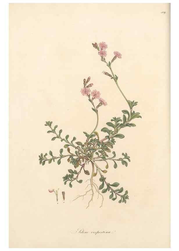 Reproducción/Reproduction 49557556171: Flora Graeca, sive, Plantarum rariorum historia, quas in provinciis aut insulis Graeciae /. Londini :Typis Richardi Taylor et socii, in Vico Shoe-Lane :MDCCCVI-MDCCCXL [1806-1840].. 