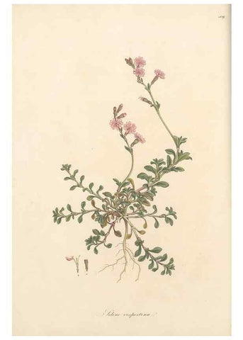Reproducción/Reproduction 49557556171: Flora Graeca, sive, Plantarum rariorum historia, quas in provinciis aut insulis Graeciae /. Londini :Typis Richardi Taylor et socii, in Vico Shoe-Lane :MDCCCVI-MDCCCXL [1806-1840].. 