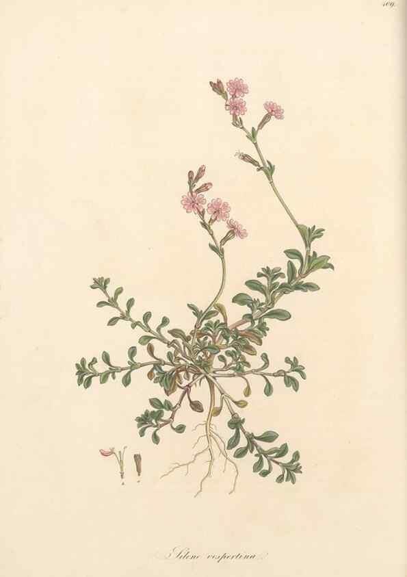 Reproducción/Reproduction 49557556171: Flora Graeca, sive, Plantarum rariorum historia, quas in provinciis aut insulis Graeciae /. Londini :Typis Richardi Taylor et socii, in Vico Shoe-Lane :MDCCCVI-MDCCCXL [1806-1840].. 