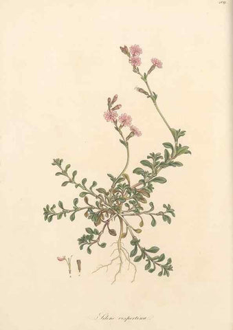 Reproducción/Reproduction 49557556171: Flora Graeca, sive, Plantarum rariorum historia, quas in provinciis aut insulis Graeciae /. Londini :Typis Richardi Taylor et socii, in Vico Shoe-Lane :MDCCCVI-MDCCCXL [1806-1840].. 
