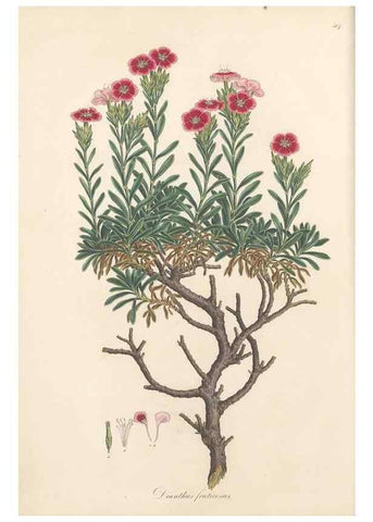 Reproducción/Reproduction 49557790567: Flora Graeca, sive, Plantarum rariorum historia, quas in provinciis aut insulis Graeciae /. Londini :Typis Richardi Taylor et socii, in Vico Shoe-Lane :MDCCCVI-MDCCCXL [1806-1840].. 
