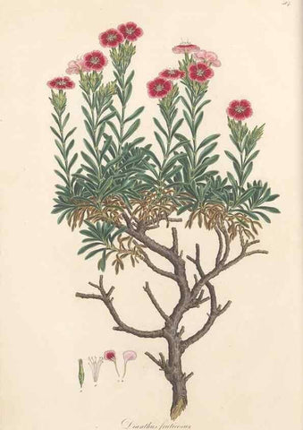 Reproducción/Reproduction 49557790567: Flora Graeca, sive, Plantarum rariorum historia, quas in provinciis aut insulis Graeciae /. Londini :Typis Richardi Taylor et socii, in Vico Shoe-Lane :MDCCCVI-MDCCCXL [1806-1840].. 