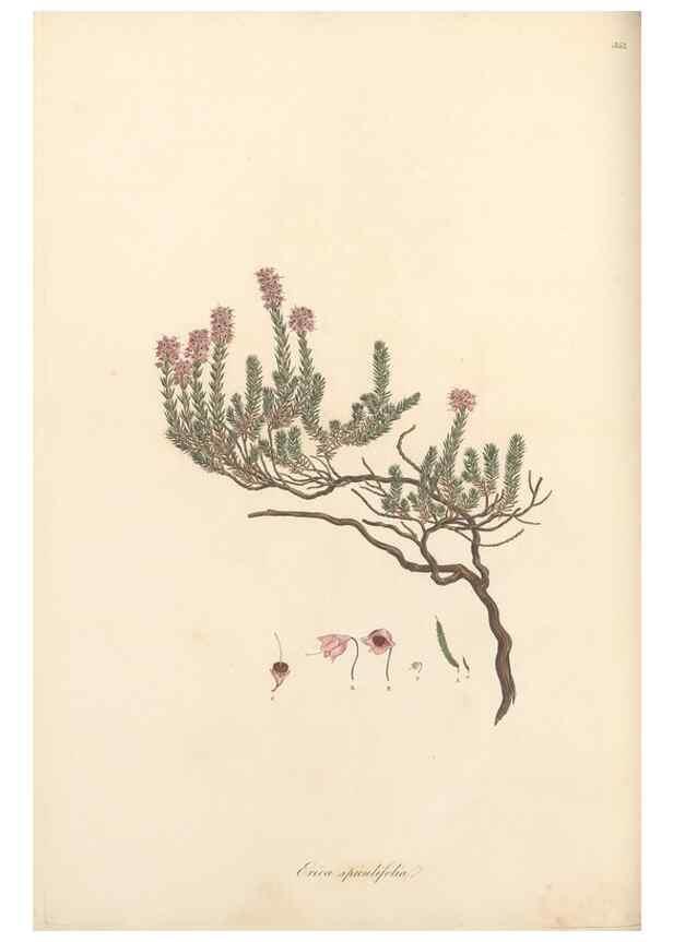 Reproducción/Reproduction 49557378971: Flora Graeca, sive, Plantarum rariorum historia, quas in provinciis aut insulis Graeciae /. Londini :Typis Richardi Taylor et socii, in Vico Shoe-Lane :MDCCCVI-MDCCCXL [1806-1840].. 