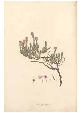Reproducción/Reproduction 49557378971: Flora Graeca, sive, Plantarum rariorum historia, quas in provinciis aut insulis Graeciae /. Londini :Typis Richardi Taylor et socii, in Vico Shoe-Lane :MDCCCVI-MDCCCXL [1806-1840].. 