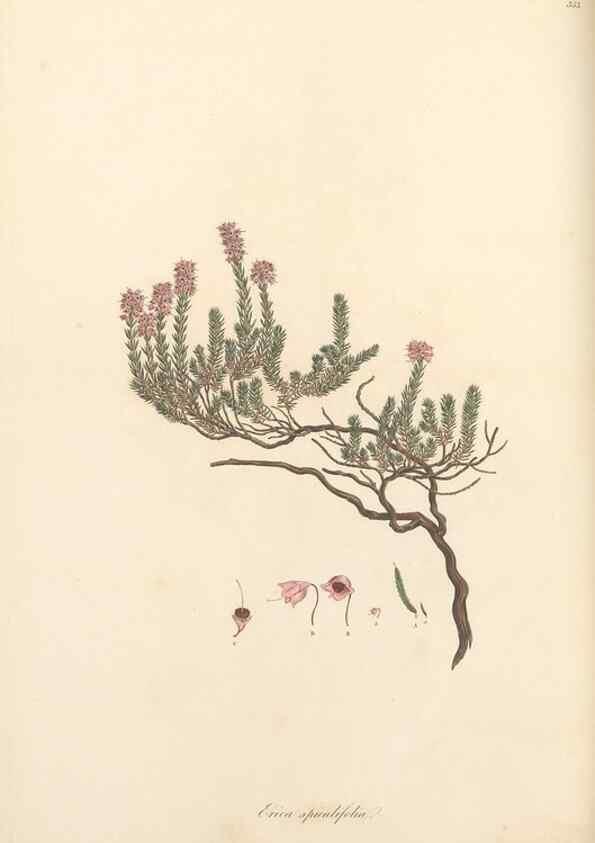 Reproducción/Reproduction 49557378971: Flora Graeca, sive, Plantarum rariorum historia, quas in provinciis aut insulis Graeciae /. Londini :Typis Richardi Taylor et socii, in Vico Shoe-Lane :MDCCCVI-MDCCCXL [1806-1840].. 