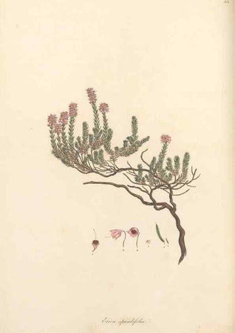 Reproducción/Reproduction 49557378971: Flora Graeca, sive, Plantarum rariorum historia, quas in provinciis aut insulis Graeciae /. Londini :Typis Richardi Taylor et socii, in Vico Shoe-Lane :MDCCCVI-MDCCCXL [1806-1840].. 