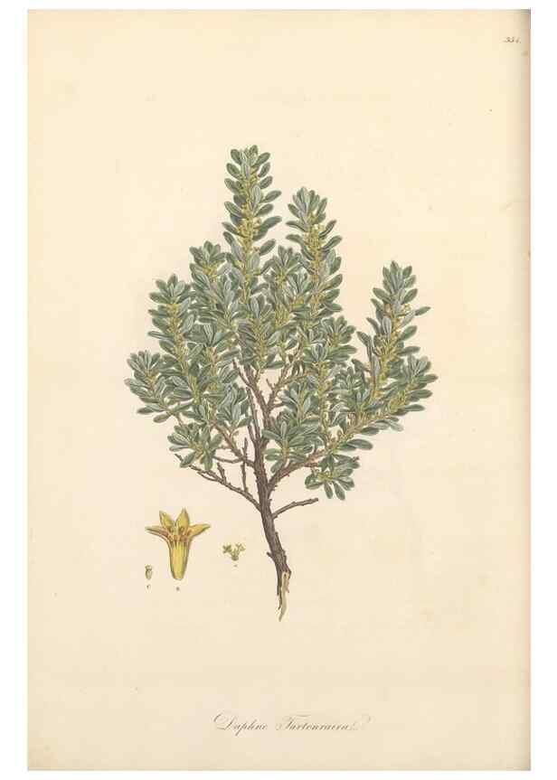 Reproducción/Reproduction 49557614717: Flora Graeca, sive, Plantarum rariorum historia, quas in provinciis aut insulis Graeciae /. Londini :Typis Richardi Taylor et socii, in Vico Shoe-Lane :MDCCCVI-MDCCCXL [1806-1840].. 