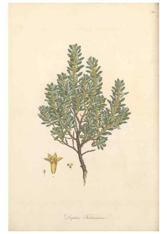 Reproducción/Reproduction 49557614717: Flora Graeca, sive, Plantarum rariorum historia, quas in provinciis aut insulis Graeciae /. Londini :Typis Richardi Taylor et socii, in Vico Shoe-Lane :MDCCCVI-MDCCCXL [1806-1840].. 