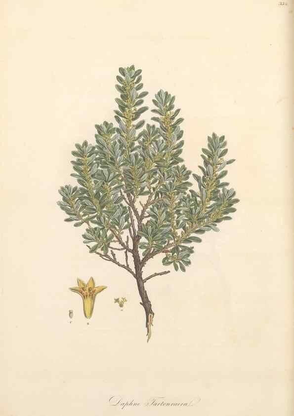 Reproducción/Reproduction 49557614717: Flora Graeca, sive, Plantarum rariorum historia, quas in provinciis aut insulis Graeciae /. Londini :Typis Richardi Taylor et socii, in Vico Shoe-Lane :MDCCCVI-MDCCCXL [1806-1840].. 