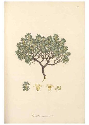 Reproducción/Reproduction 49557379751: Flora Graeca, sive, Plantarum rariorum historia, quas in provinciis aut insulis Graeciae /. Londini :Typis Richardi Taylor et socii, in Vico Shoe-Lane :MDCCCVI-MDCCCXL [1806-1840].. 