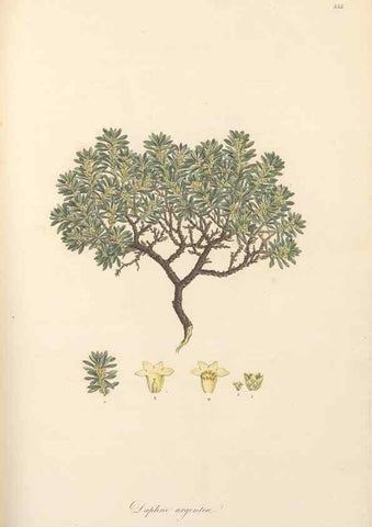 Reproducción/Reproduction 49557379751: Flora Graeca, sive, Plantarum rariorum historia, quas in provinciis aut insulis Graeciae /. Londini :Typis Richardi Taylor et socii, in Vico Shoe-Lane :MDCCCVI-MDCCCXL [1806-1840].. 