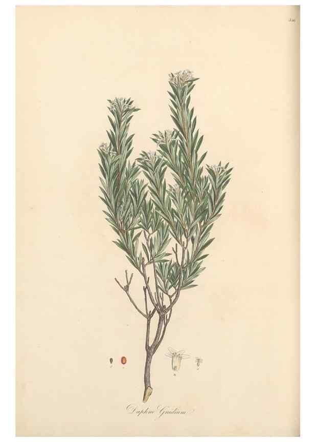 Reproducción/Reproduction 49556881608: Flora Graeca, sive, Plantarum rariorum historia, quas in provinciis aut insulis Graeciae /. Londini :Typis Richardi Taylor et socii, in Vico Shoe-Lane :MDCCCVI-MDCCCXL [1806-1840].. 